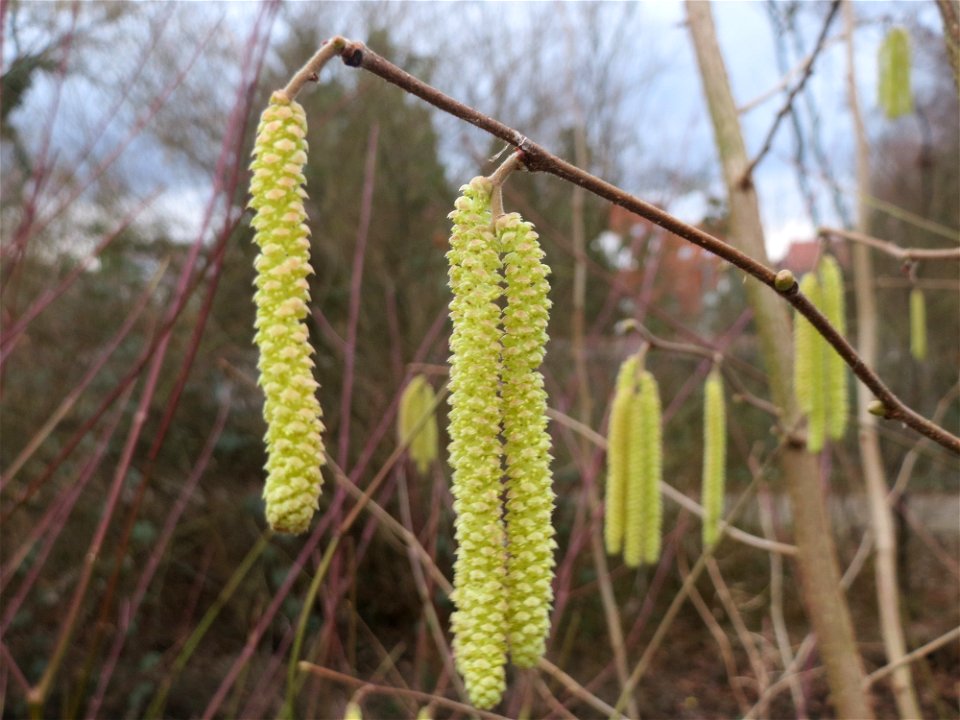 Aufblühende Kätzchen der Haselnuss (Corylus avellana) am Kraichbach in Hockenheim kündigen den Frühling an