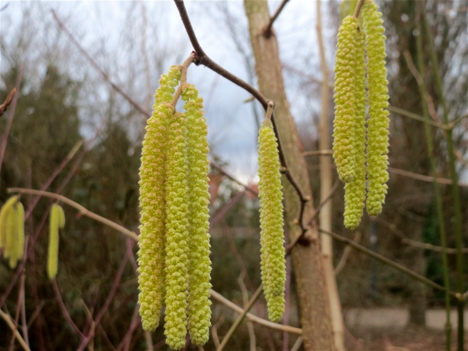Aufblühende Kätzchen der Haselnuss (Corylus avellana) am Kraichbach in Hockenheim kündigen den Frühling an