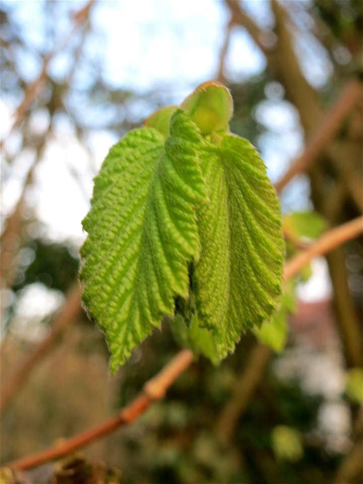 Junge Blätter der Gemeinen Hasel (Corylus avellana) in Hockenheim