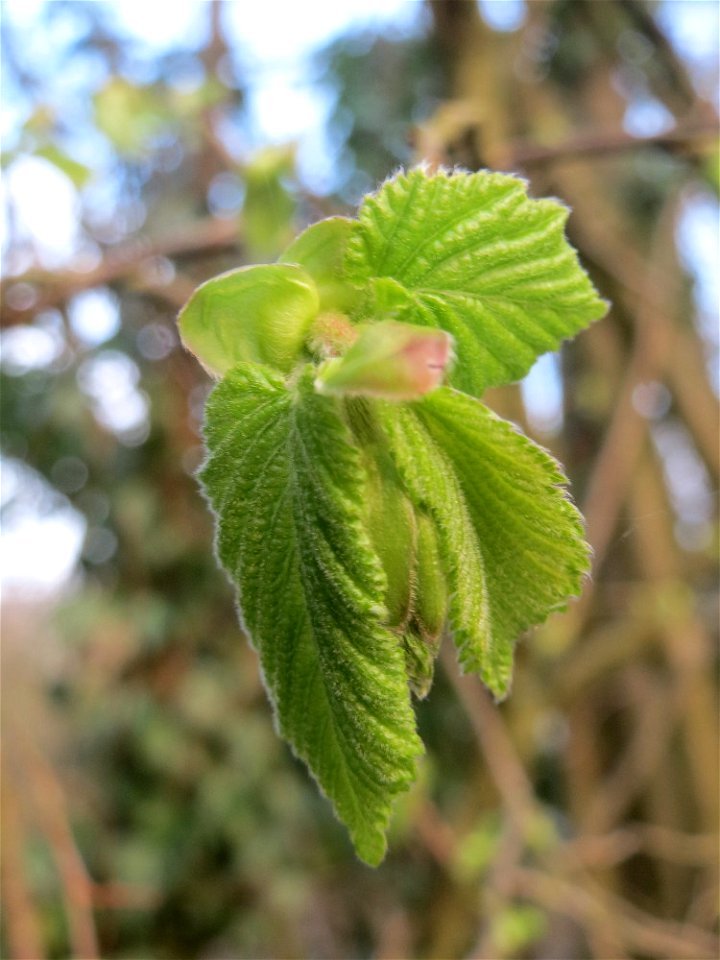Junge Blätter der Gemeinen Hasel (Corylus avellana) in Hockenheim
