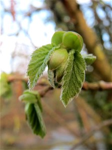 Junge Blätter der Gemeinen Hasel (Corylus avellana) in Hockenheim
