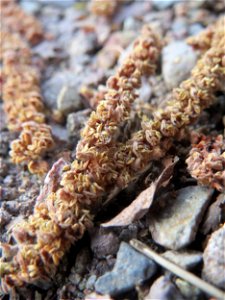 Verblühte Kätchen der Gemeinen Hasel (Corylus avellana) in Hockenheim