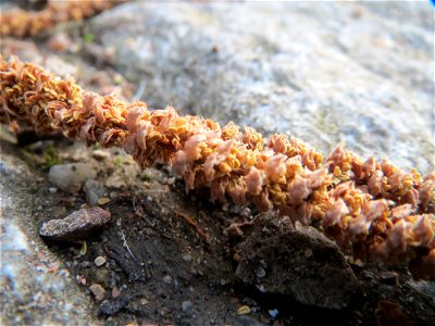 Verblühte Kätzchen der Gemeinen Hasel (Corylus avellana) in Hockenheim