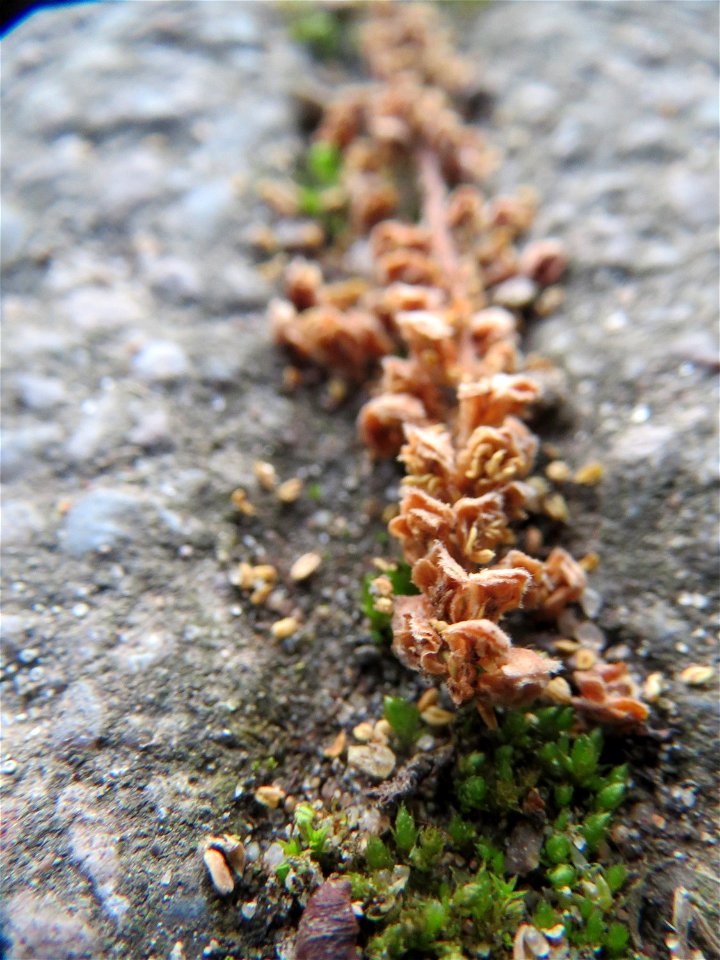 Verblühte Kätzchen der Gemeinen Hasel (Corylus avellana) in Hockenheim