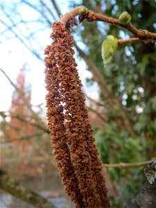 Verblühte Kätzchen der Gemeinen Hasel (Corylus avellana) in Hockenheim