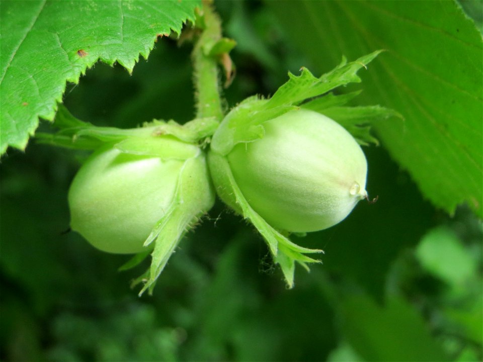 Haselnuss (Corylus avellana) am Staden in Saarbrücken