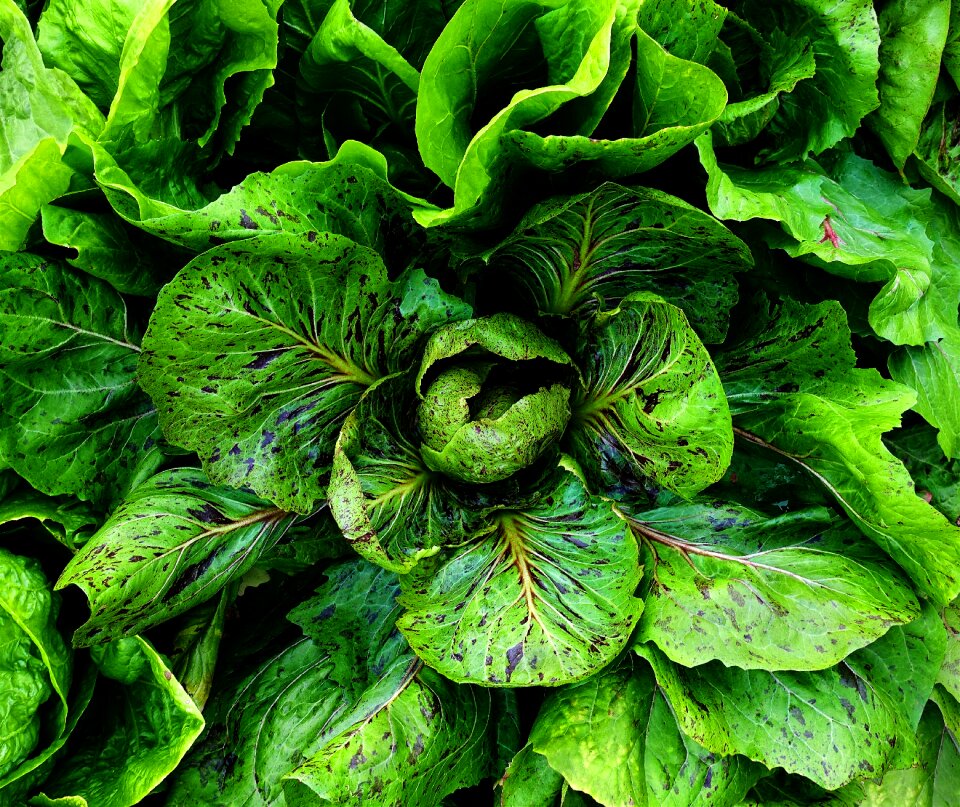 Leaf foliage vegetables