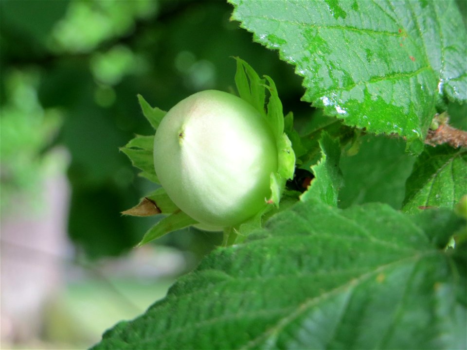 Haselnuss (Corylus avellana) am Staden in Saarbrücken