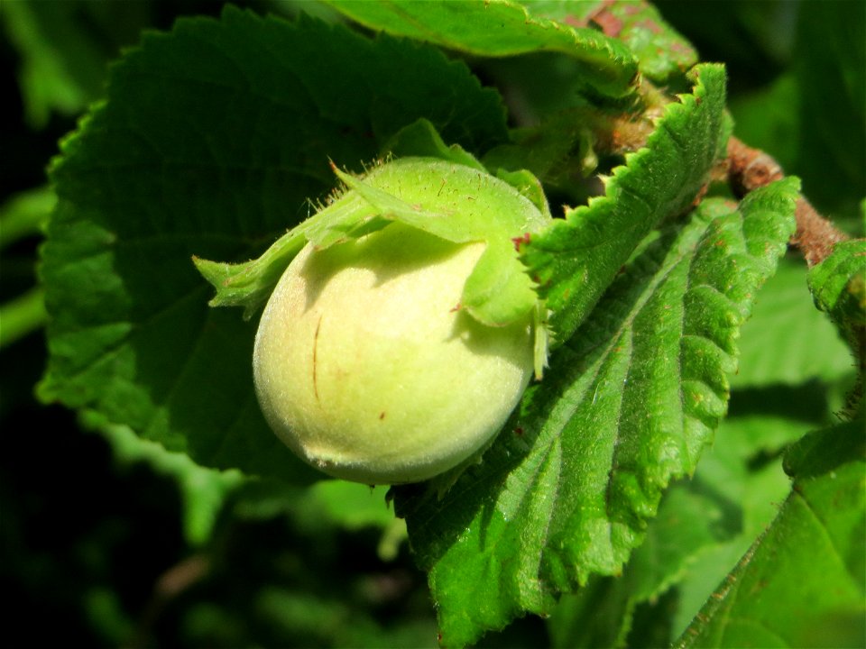 Haselnuss (Corylus avellana) am Staden in Saarbrücken