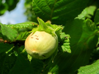 Haselnuss (Corylus avellana) am Staden in Saarbrücken