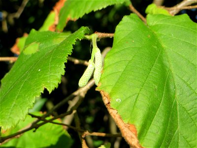 Die ersten jungen Kätzchen der Gemeinen Hasel (Corylus avellana) in Hockenheim