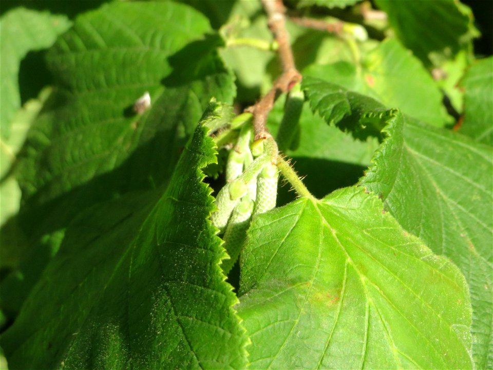 Die ersten jungen Kätzchen der Gemeinen Hasel (Corylus avellana) in Hockenheim
