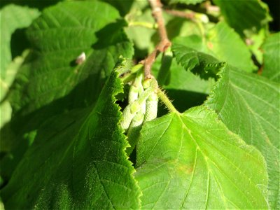Die ersten jungen Kätzchen der Gemeinen Hasel (Corylus avellana) in Hockenheim
