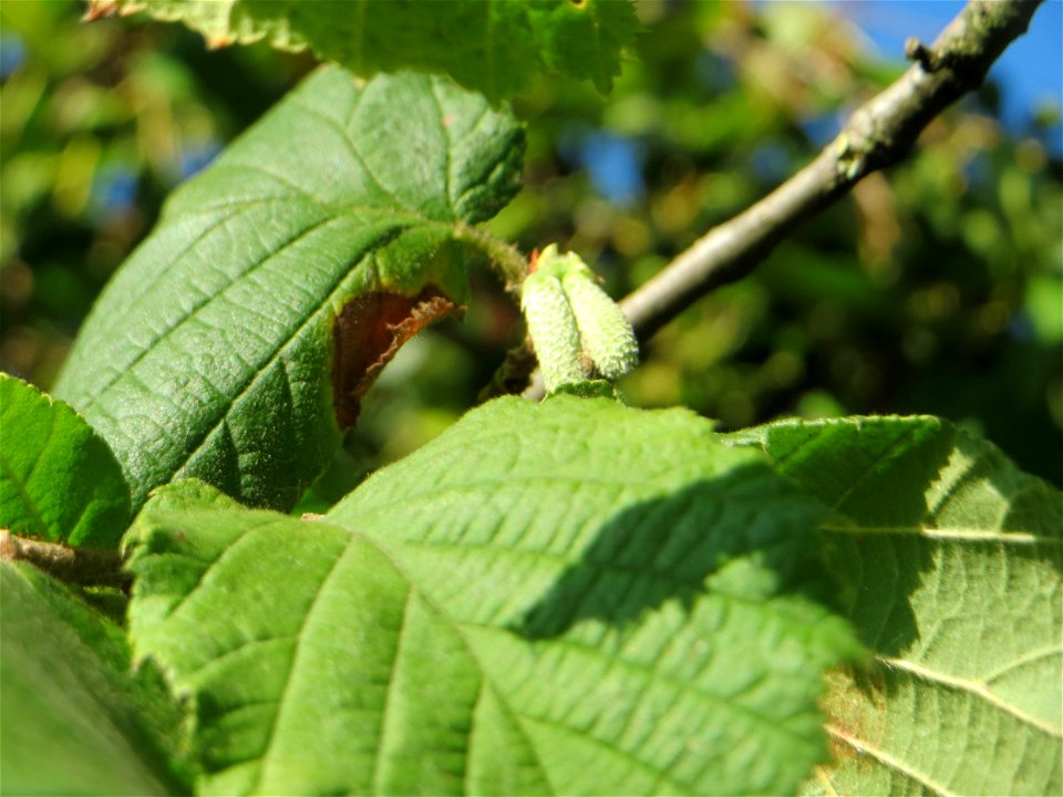 Die ersten jungen Kätzchen der Gemeinen Hasel (Corylus avellana) in Hockenheim