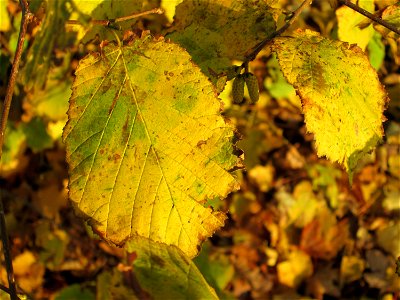 Haselnuss (Corylus avellana) im Gartenschaupark Hockenheim