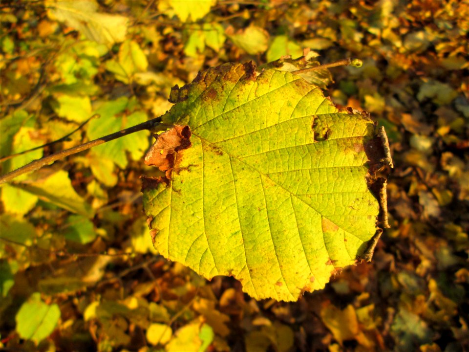 Haselnuss (Corylus avellana) im Gartenschaupark Hockenheim