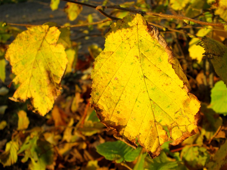 Haselnuss (Corylus avellana) im Gartenschaupark Hockenheim