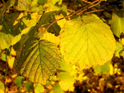 Herbstlaub der Haselnuss (Corylus avellana) im Gartenschaupark Hockenheim