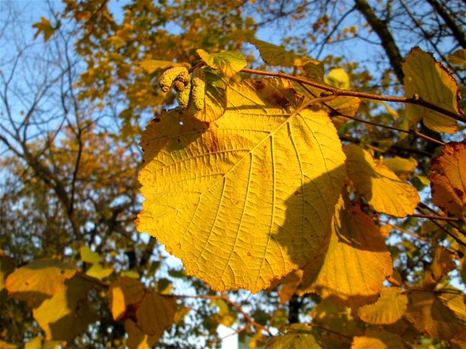Herbstlaub der Haselnuss (Corylus avellana) im Gartenschaupark Hockenheim