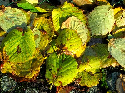 Blätter der Haselnuss (Corylus avellana) in Hockenheim