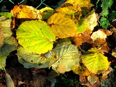 Blätter der Haselnuss (Corylus avellana) in Hockenheim