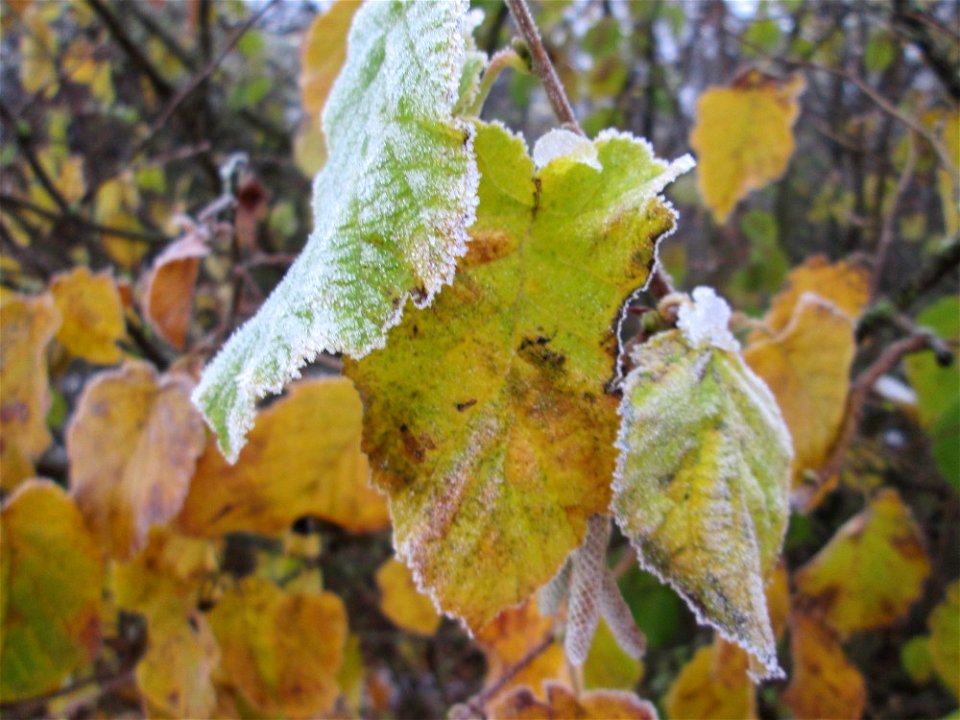 Vereiste Haselnuss (Corylus avellana) am Stadtrand von Hockenheim nach dem Wintereinbruch am 1. Dezember 2017