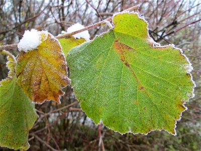 Vereiste Haselnuss (Corylus avellana) am Stadtrand von Hockenheim nach dem Wintereinbruch am 1. Dezember 2017