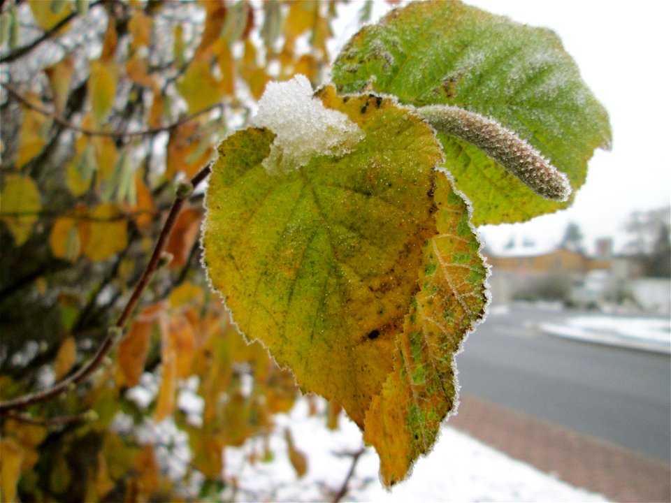 Vereiste Haselnuss (Corylus avellana) am Stadtrand von Hockenheim nach dem Wintereinbruch am 1. Dezember 2017