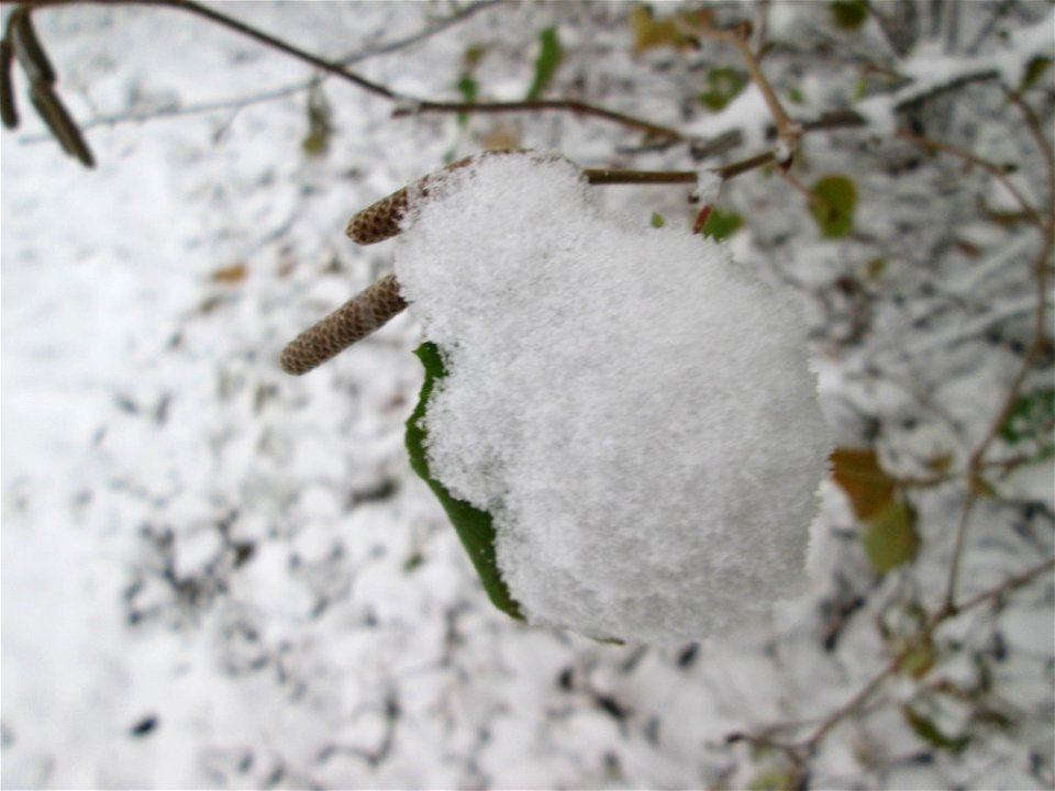 Haselnuss (Corylus avellana) am Stadtrand von Hockenheim bei Neuschnee am 3. Dezember 2017