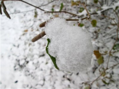 Haselnuss (Corylus avellana) am Stadtrand von Hockenheim bei Neuschnee am 3. Dezember 2017