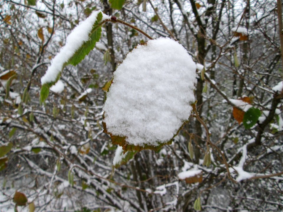 Haselnuss (Corylus avellana) am Stadtrand von Hockenheim bei Neuschnee am 3. Dezember 2017