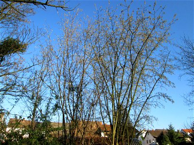 Haselnuss (Corylus avellana) in Hockenheim