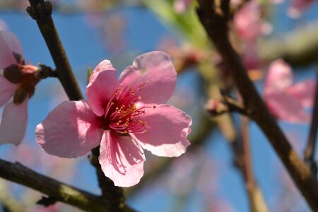 Peach flower vegetation
