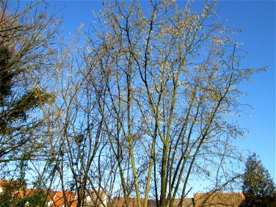 Haselnuss (Corylus avellana) in Hockenheim