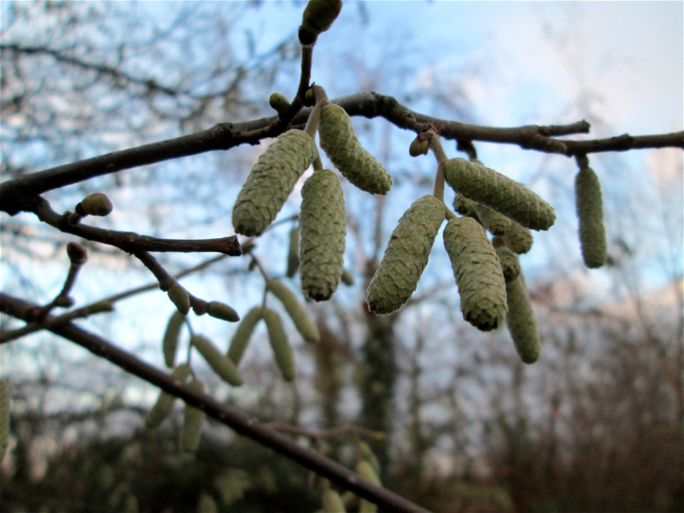 Haselnuss (Corylus avellana) - wild wachsend im Gartenschaupark Hockenheim