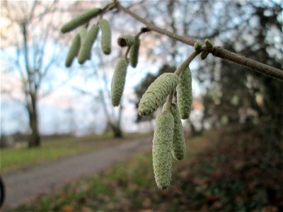 Haselnuss (Corylus avellana) - wild wachsend im Gartenschaupark Hockenheim