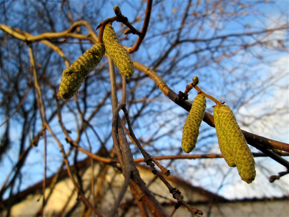 Haselnuss (Corylus avellana) in Hockenheim