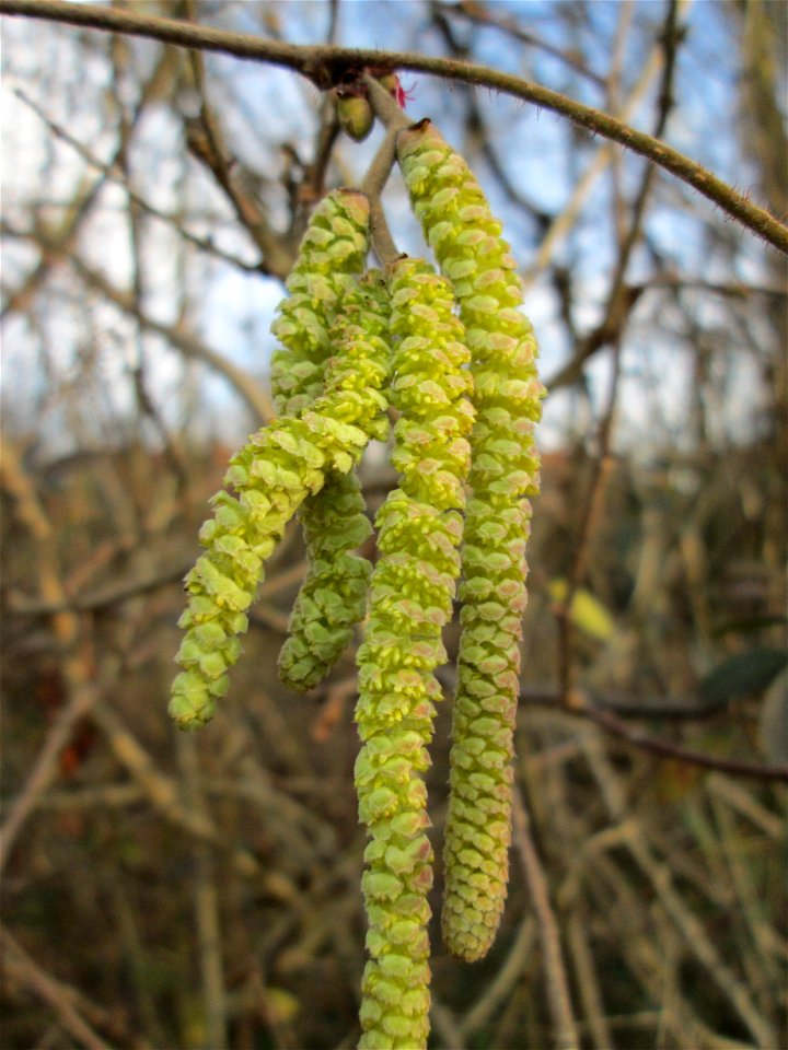 Blühende Haselnuss (Corylus avellana) in Hockenheim - einer der wenigen einheimischen Winterblüher in Mitteleuropa