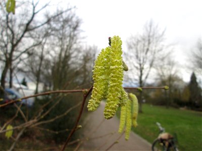 Blühende Haselnuss (Corylus avellana) im Gartenschaupark Hockenheim