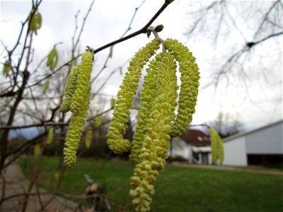Blühende Haselnuss (Corylus avellana) im Gartenschaupark Hockenheim
