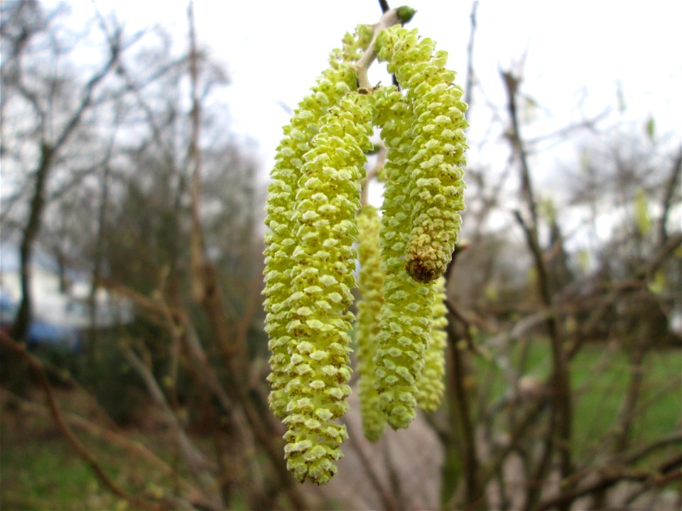 Blühende Haselnuss (Corylus avellana) im Gartenschaupark Hockenheim - einer der wenigen einheimischen Winterblüher in Mitteleuropa