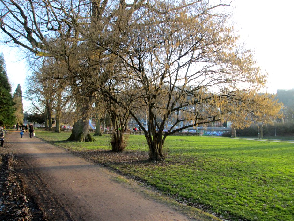 Haselnuss (Corylus avellana) am Staden in Saarbrücken