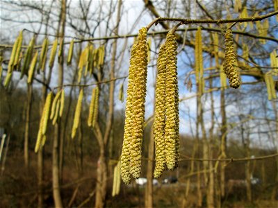 Haselnuss (Corylus avellana) im Deutschmühlental in Alt-Saarbrücken