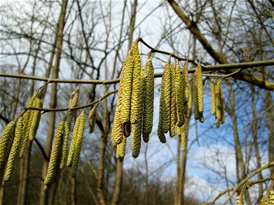 Haselnuss (Corylus avellana) im Deutschmühlental in Alt-Saarbrücken