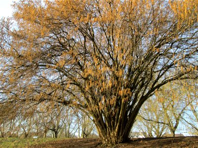 Haselnuss (Corylus avellana) an der Saar in Saarbrücken