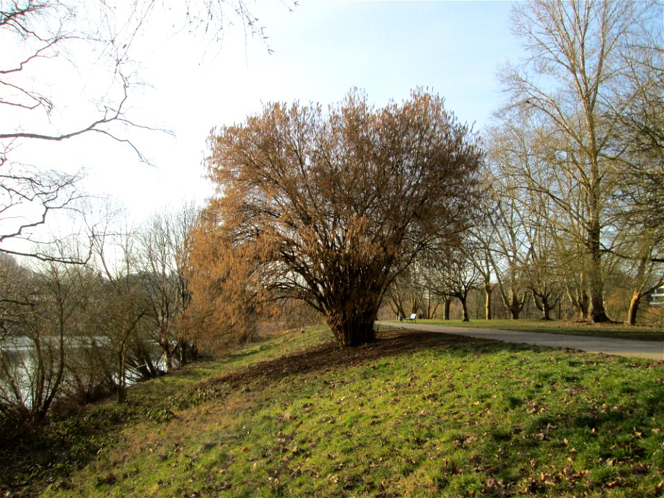 Haselnuss (Corylus avellana) an der Saar in Saarbrücken