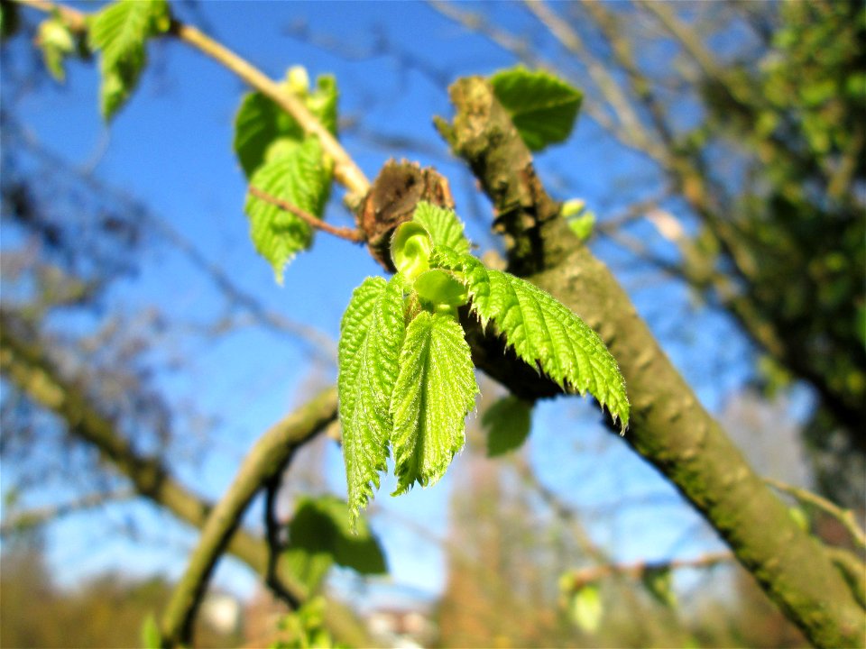 Junge Blätter der Gemeinen Hasel (Corylus avellana) in Hockenheim