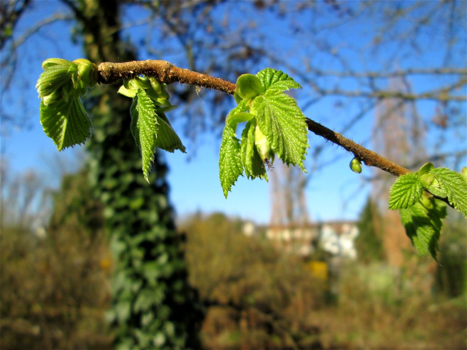 Junge Blätter der Gemeinen Hasel (Corylus avellana) in Hockenheim