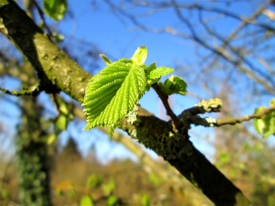 Junge Blätter der Gemeinen Hasel (Corylus avellana) in Hockenheim