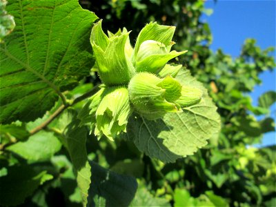 Haselnuss (Corylus avellana) an einer Brückenauffahrt bei Reilingen
